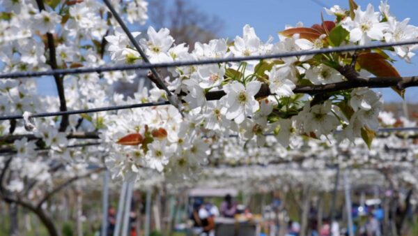 梨園ライブ2025IN利府おもて梨園